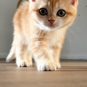 Fumi Femelle British Shorthair