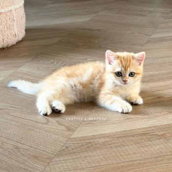 chaton British Shorthair black golden blotched tabby Fumi Chatterie Nekobaa
