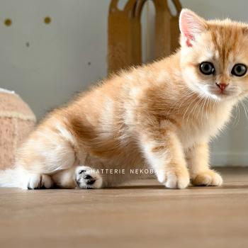 chaton British Shorthair black golden blotched tabby Fumi Chatterie Nekobaa