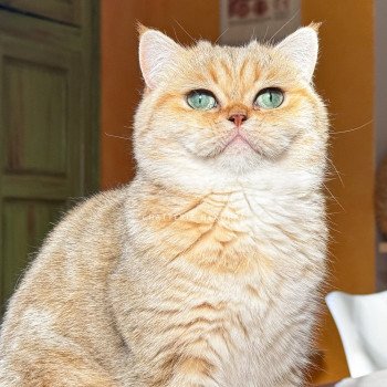 chat British Shorthair black golden blotched tabby Fuu Chatterie Nekobaa chat British Shorthair black golden blotched tabby Fuu Chatterie Nekobaa