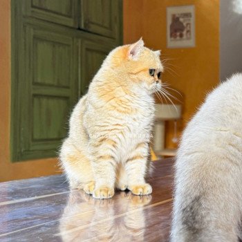 chat British Shorthair black golden blotched tabby Fuu Chatterie Nekobaa chat British Shorthair black golden blotched tabby Fuu Chatterie Nekobaa
