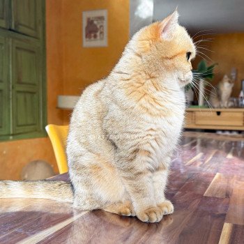 chat British Shorthair black golden blotched tabby Fuu Chatterie Nekobaa chat British Shorthair black golden blotched tabby Fuu Chatterie Nekobaa
