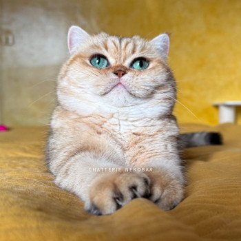chat British Shorthair black golden blotched tabby Fuu Chatterie Nekobaa chat British Shorthair black golden blotched tabby Fuu Chatterie Nekobaa