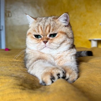 chat British Shorthair black golden blotched tabby Fuu Chatterie Nekobaa chat British Shorthair black golden blotched tabby Fuu Chatterie Nekobaa
