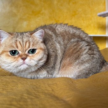 chat British Shorthair black golden blotched tabby Fuu Chatterie Nekobaa chat British Shorthair black golden blotched tabby Fuu Chatterie Nekobaa