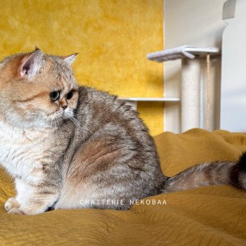 chat British Shorthair black golden blotched tabby Fuu Chatterie Nekobaa chat British Shorthair black golden blotched tabby Fuu Chatterie Nekobaa