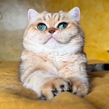 chat British Shorthair black golden blotched tabby Fuu Chatterie Nekobaa chat British Shorthair black golden blotched tabby Fuu Chatterie Nekobaa
