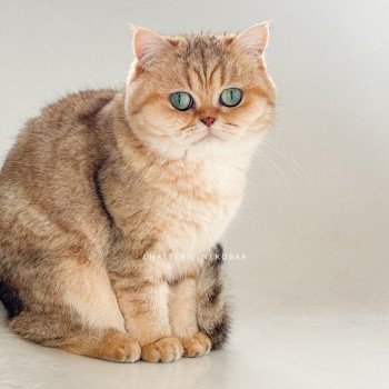 Fuu Femelle British Shorthair