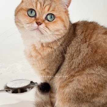 chat British Shorthair black golden blotched tabby Fuu Chatterie Nekobaa chat British Shorthair black golden blotched tabby Fuu Chatterie Nekobaa