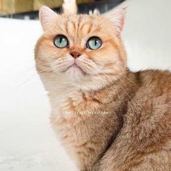 chat British Shorthair black golden blotched tabby Fuu Chatterie Nekobaa chat British Shorthair black golden blotched tabby Fuu Chatterie Nekobaa