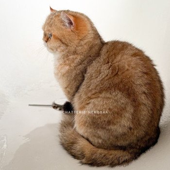 chat British Shorthair black golden blotched tabby Fuu Chatterie Nekobaa chat British Shorthair black golden blotched tabby Fuu Chatterie Nekobaa