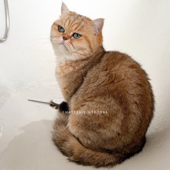 chat British Shorthair black golden blotched tabby Fuu Chatterie Nekobaa chat British Shorthair black golden blotched tabby Fuu Chatterie Nekobaa