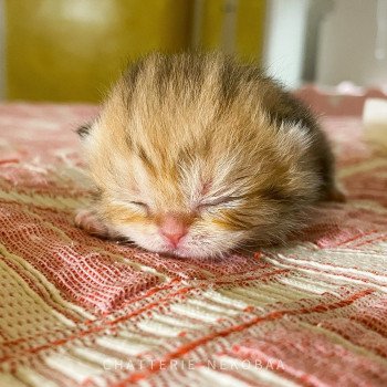 chaton British Shorthair Fuu Chatterie Nekobaa