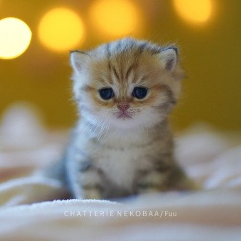 chaton British Shorthair brown (black golden) blotched tabby Fuu Chatterie Nekobaa chaton British Shorthair brown (black golden) blotched tabby Fuu Chatterie Nekobaa