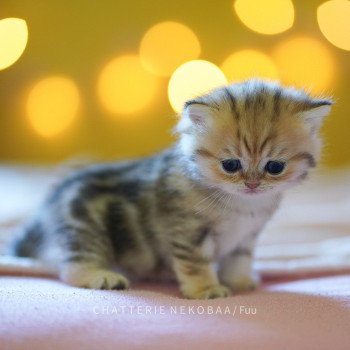 chaton British Shorthair brown (black golden) blotched tabby Fuu Chatterie Nekobaa chaton British Shorthair brown (black golden) blotched tabby Fuu Chatterie Nekobaa
