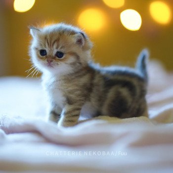 chaton British Shorthair brown (black golden) blotched tabby Fuu Chatterie Nekobaa chaton British Shorthair brown (black golden) blotched tabby Fuu Chatterie Nekobaa