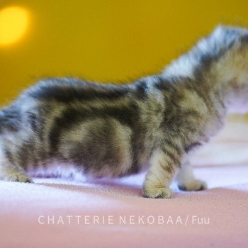 chaton British Shorthair brown (black golden) blotched tabby Fuu Chatterie Nekobaa chaton British Shorthair brown (black golden) blotched tabby Fuu Chatterie Nekobaa