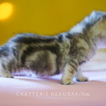 chaton British Shorthair brown (black golden) blotched tabby Fuu Chatterie Nekobaa