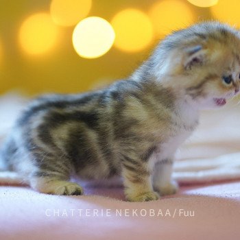 chaton British Shorthair brown (black golden) blotched tabby Fuu Chatterie Nekobaa