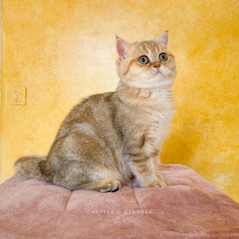 chat British Shorthair black golden blotched tabby To Fuu Chatterie Nekobaa