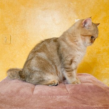 chat British Shorthair black golden blotched tabby To Fuu Chatterie Nekobaa