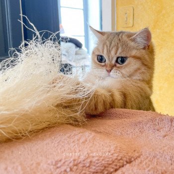chat British Shorthair black golden blotched tabby To Fuu Chatterie Nekobaa chat British Shorthair black golden blotched tabby To Fuu Chatterie Nekobaa