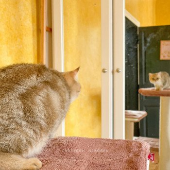 chat British Shorthair black golden blotched tabby To Fuu Chatterie Nekobaa chat British Shorthair black golden blotched tabby To Fuu Chatterie Nekobaa