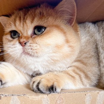 chat British Shorthair black golden blotched tabby Fuu Chatterie Nekobaa chat British Shorthair black golden blotched tabby Fuu Chatterie Nekobaa