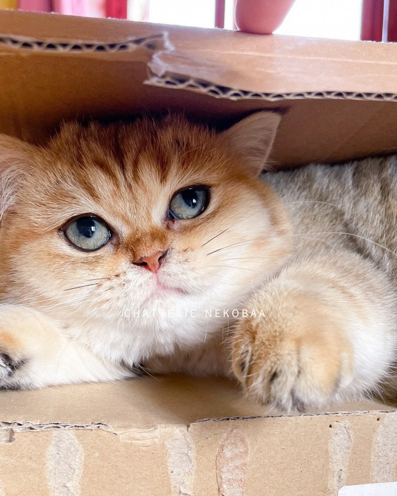 Fuu Femelle British Shorthair Fuu Femelle British Shorthair