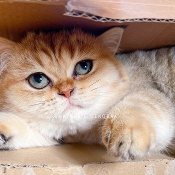 chat British Shorthair black golden blotched tabby Fuu Chatterie Nekobaa chat British Shorthair black golden blotched tabby Fuu Chatterie Nekobaa