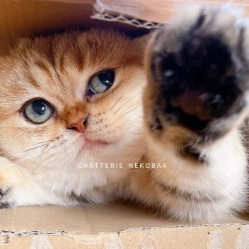 chat British Shorthair black golden blotched tabby Fuu Chatterie Nekobaa chat British Shorthair black golden blotched tabby Fuu Chatterie Nekobaa