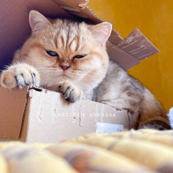 chat British Shorthair black golden blotched tabby Fuu Chatterie Nekobaa chat British Shorthair black golden blotched tabby Fuu Chatterie Nekobaa