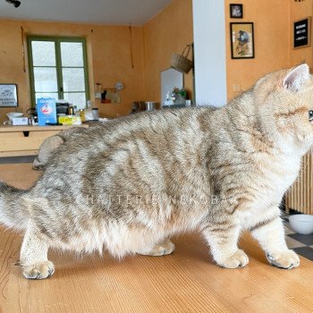 chat British Shorthair black golden blotched tabby Fuu Chatterie Nekobaa