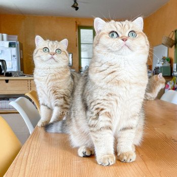 chat British Shorthair black golden blotched tabby Fuu Chatterie Nekobaa chat British Shorthair black golden blotched tabby Fuu Chatterie Nekobaa