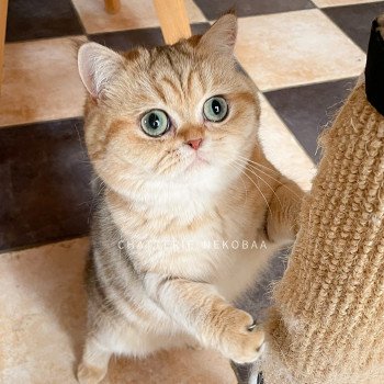 chat British Shorthair black golden blotched tabby Fuu Chatterie Nekobaa