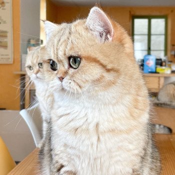 chat British Shorthair black golden blotched tabby Fuu Chatterie Nekobaa chat British Shorthair black golden blotched tabby Fuu Chatterie Nekobaa