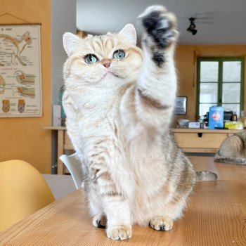 chat British Shorthair black golden blotched tabby Fuu Chatterie Nekobaa chat British Shorthair black golden blotched tabby Fuu Chatterie Nekobaa