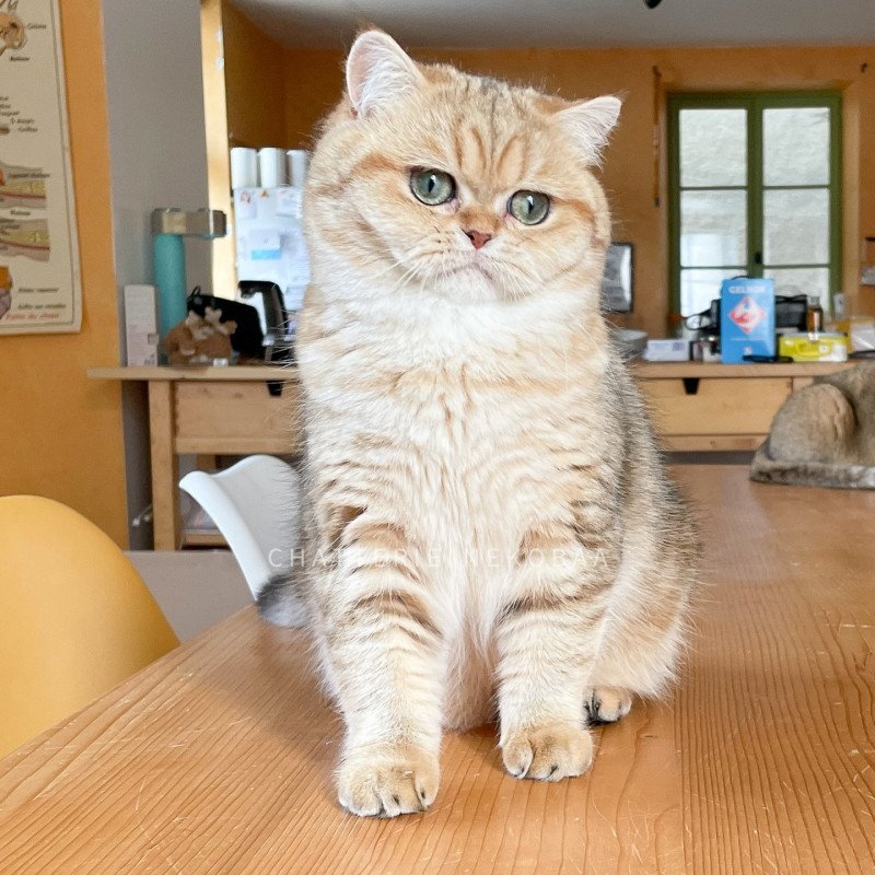 Fuu Femelle British Shorthair Fuu Femelle British Shorthair