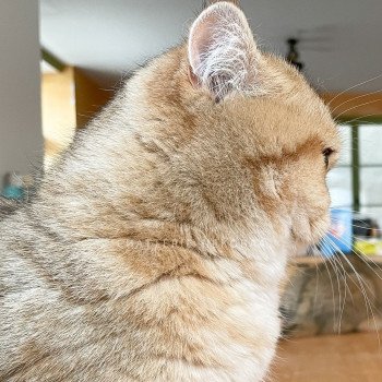 chat British Shorthair black golden blotched tabby Fuu Chatterie Nekobaa chat British Shorthair black golden blotched tabby Fuu Chatterie Nekobaa