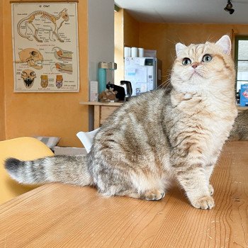 chat British Shorthair black golden blotched tabby Fuu Chatterie Nekobaa chat British Shorthair black golden blotched tabby Fuu Chatterie Nekobaa