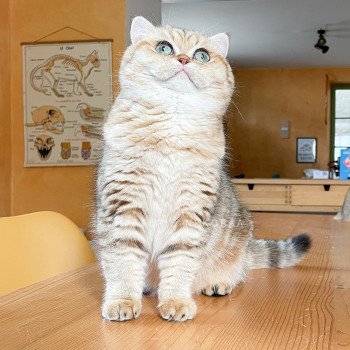 chat British Shorthair black golden blotched tabby Fuu Chatterie Nekobaa chat British Shorthair black golden blotched tabby Fuu Chatterie Nekobaa