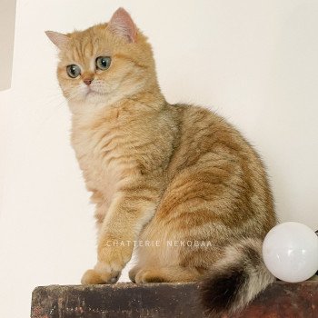 chat British Shorthair black golden blotched tabby Fuu Chatterie Nekobaa