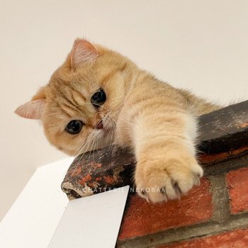 chat British Shorthair black golden blotched tabby Fuu Chatterie Nekobaa chat British Shorthair black golden blotched tabby Fuu Chatterie Nekobaa