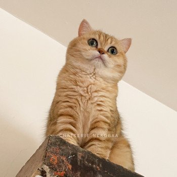 chat British Shorthair black golden blotched tabby Fuu Chatterie Nekobaa chat British Shorthair black golden blotched tabby Fuu Chatterie Nekobaa