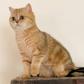 chat British Shorthair black golden blotched tabby Fuu Chatterie Nekobaa