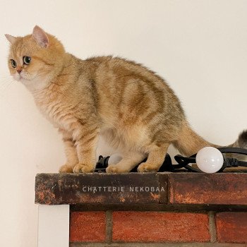 chat British Shorthair black golden blotched tabby Fuu Chatterie Nekobaa chat British Shorthair black golden blotched tabby Fuu Chatterie Nekobaa