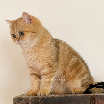 chat British Shorthair black golden blotched tabby Fuu Chatterie Nekobaa