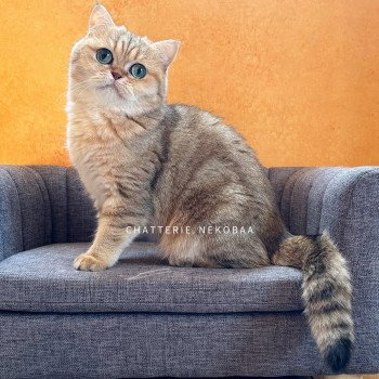 chat British Shorthair black golden blotched tabby Fuu Chatterie Nekobaa