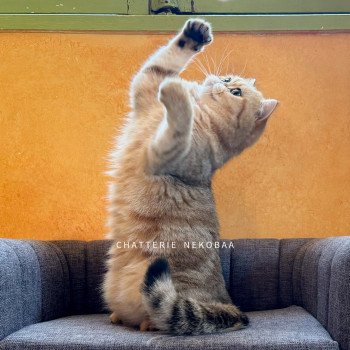 chat British Shorthair black golden blotched tabby Fuu Chatterie Nekobaa chat British Shorthair black golden blotched tabby Fuu Chatterie Nekobaa