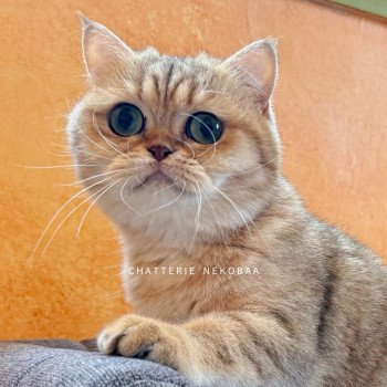 chat British Shorthair black golden blotched tabby Fuu Chatterie Nekobaa